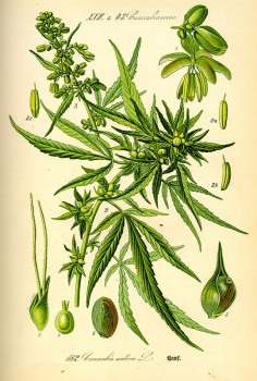 % Hanf Blätter (THC-arm) bio